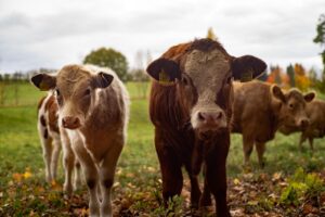ふくらはぎ脂肪吸引後の歩行をサポートする方法は？